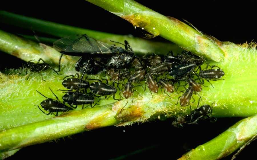 Aphids on sale